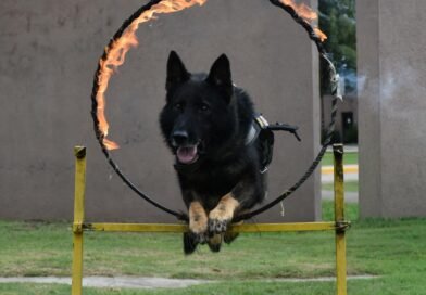 Buster, héroe de cuatro patas, se despide