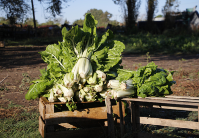 Comienza la entrega de semillas de la temporada otoño-invierno