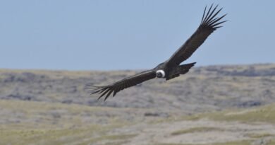 El Parque Nacional Quebrada del Condorito reabre sus principales circuitos