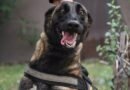 “Venus” se suma a la Policía de Córdoba para fortalecer tareas de seguridad