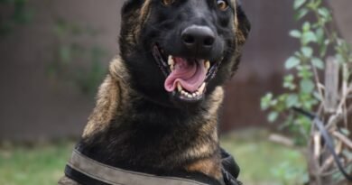 “Venus” se suma a la Policía de Córdoba para fortalecer tareas de seguridad