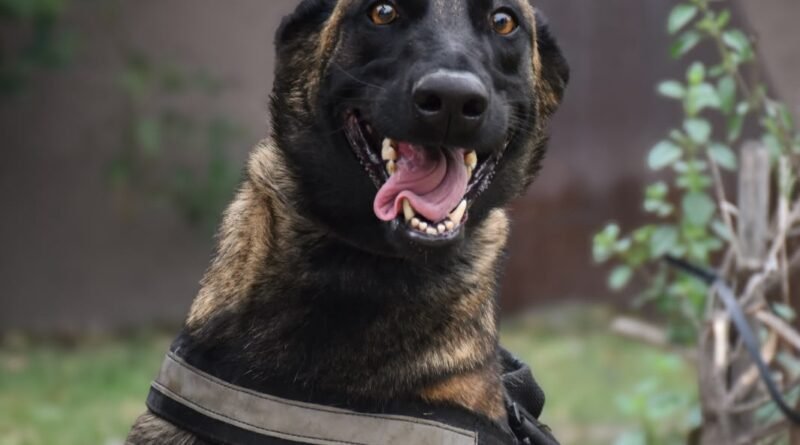 “Venus” se suma a la Policía de Córdoba para fortalecer tareas de seguridad