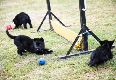 Se agranda la familia FPA: ocho cachorros se suman a la división K-9