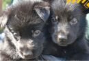 Los siete cachorros K-9 ya tienen nombre