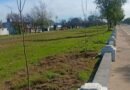 Plantaron 100 fresnos rojos sobre avenida Larrabure