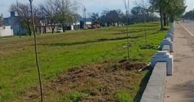 Plantaron 100 fresnos rojos sobre avenida Larrabure