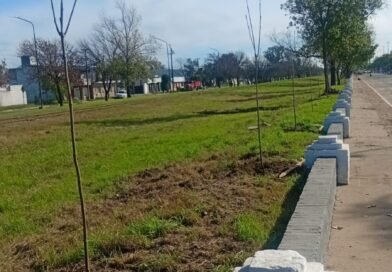 Plantaron 100 fresnos rojos sobre avenida Larrabure