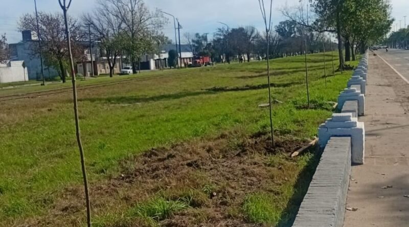Plantaron 100 fresnos rojos sobre avenida Larrabure