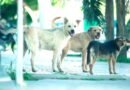 Proteccionistas cuestionan al Intendente Accastello: “No avalamos una política que profundiza la problemática animal”