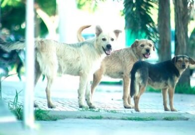Proteccionistas cuestionan al Intendente Accastello: “No avalamos una política que profundiza la problemática animal”