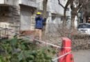 Hasta el 31 de agosto se pueden solicitar permisos de poda a través de ViDi