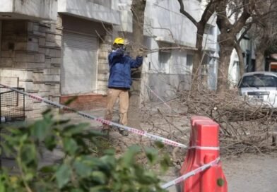 Hasta el 31 de agosto se pueden solicitar permisos de poda a través de ViDi