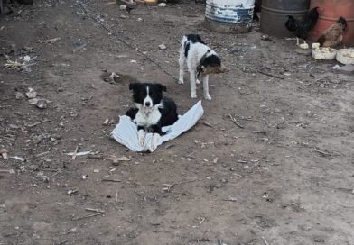 Denuncia por maltrato animal: la Justicia ordenó un allanamiento en Ticino