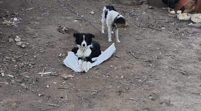 Denuncia por maltrato animal: la Justicia ordenó un allanamiento en Ticino