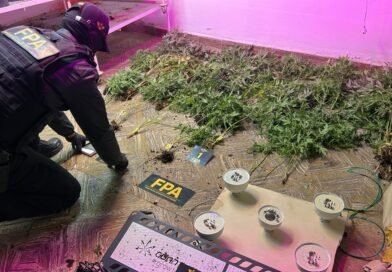 Secuestraron 146 plantas de marihuana y detienen a una pareja en un operativo antidrogas