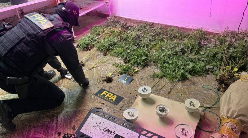 Secuestraron 146 plantas de marihuana y detienen a una pareja en un operativo antidrogas