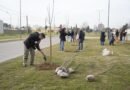 Plantaron 30 fresnos en el bulevar España