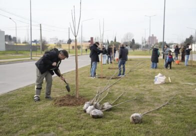Plantaron 30 fresnos en el bulevar España