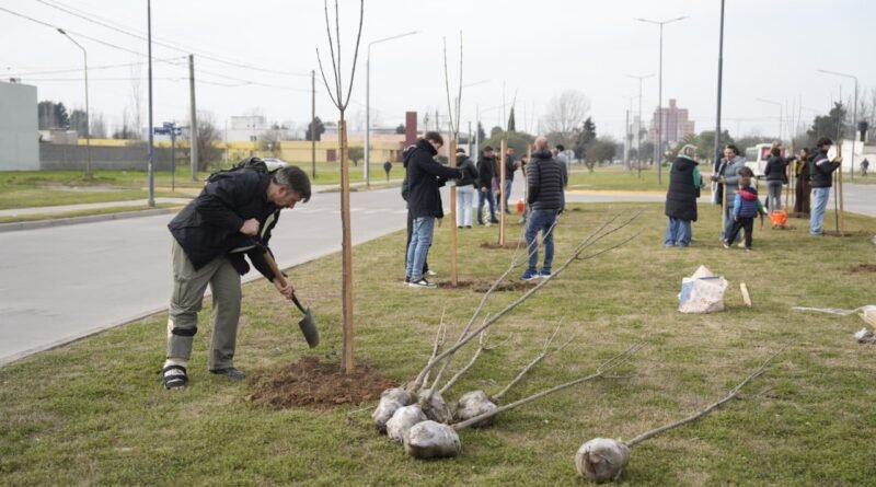 Plantaron 30 fresnos en el bulevar España