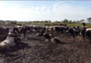La MECA 2026 analizará el impacto de El Niño en la próxima campaña productiva