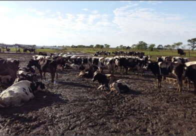 La MECA 2026 analizará el impacto de El Niño en la próxima campaña productiva