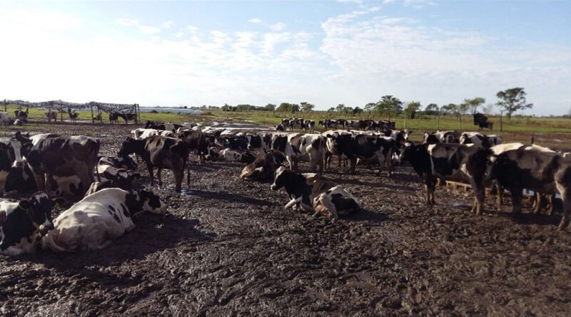 La MECA 2026 analizará el impacto de El Niño en la próxima campaña productiva
