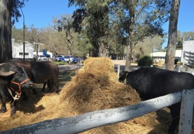 “Gatitos de 1.800 kilos”: la Búfaloterapia llegó a la Expo