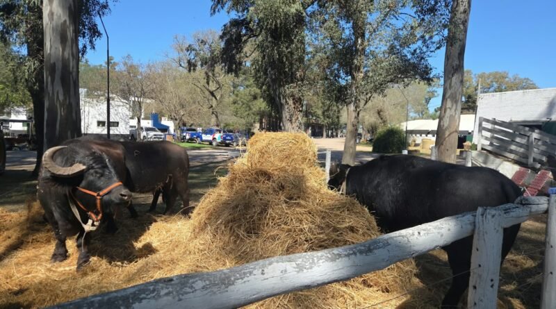 “Gatitos de 1.800 kilos”: la Búfaloterapia llegó a la Expo