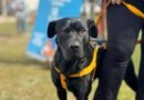 Más de 70 mascotas fueron vacunadas contra la rabia