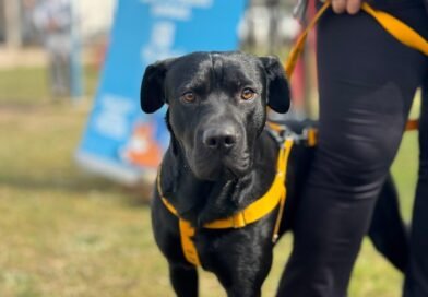 Más de 70 mascotas fueron vacunadas contra la rabia
