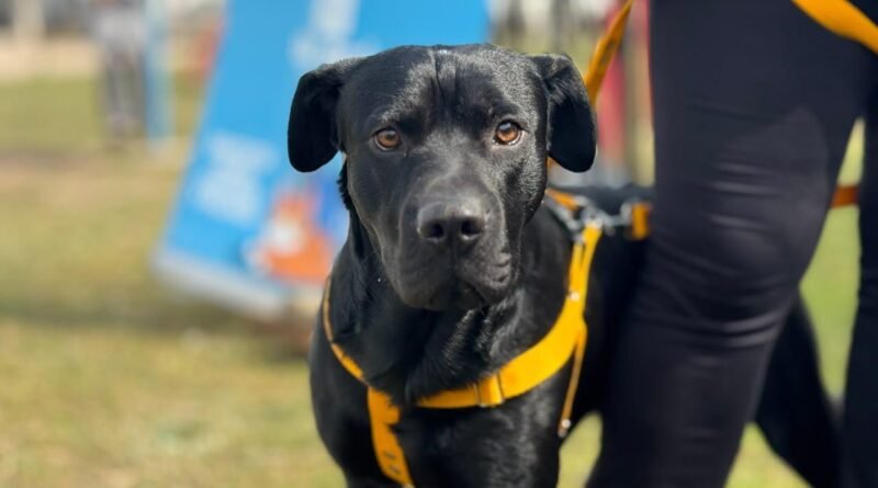 Más de 70 mascotas fueron vacunadas contra la rabia